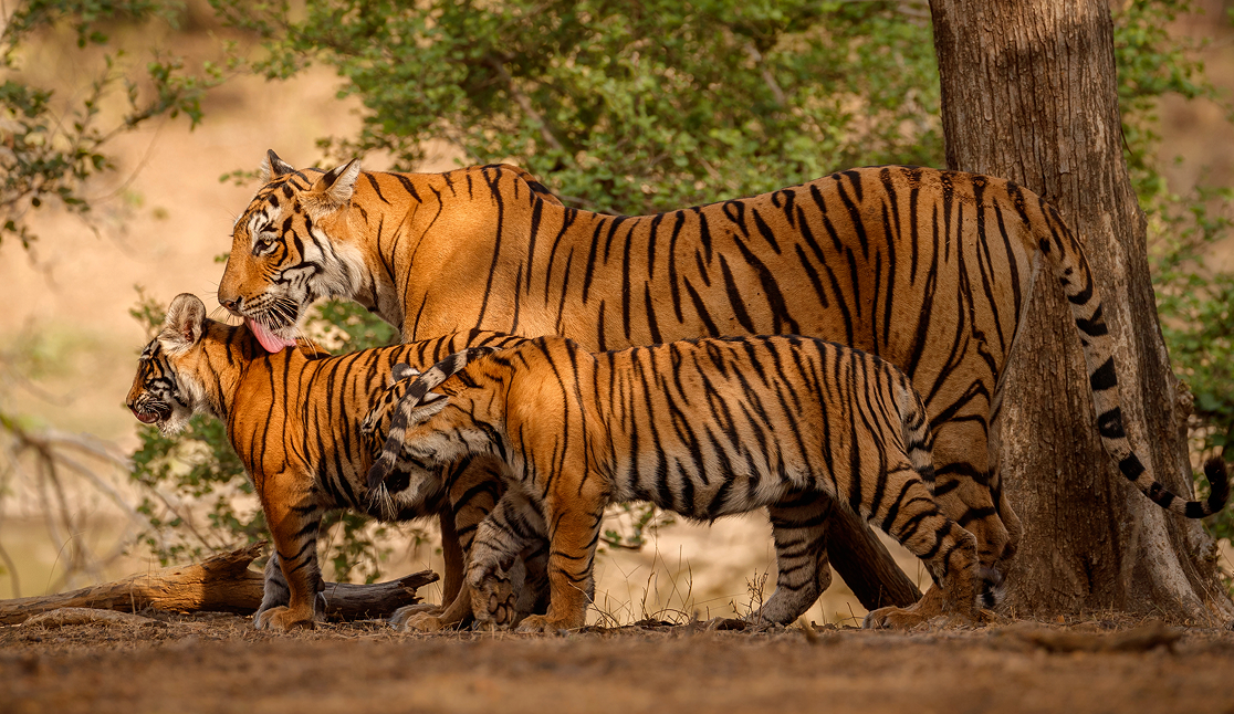 Botswana Wilderness Safari